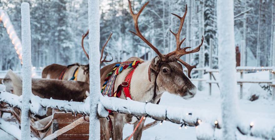 Rentier Weihnachtsmanndorf Lappland