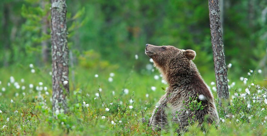 Braunbär Finnland