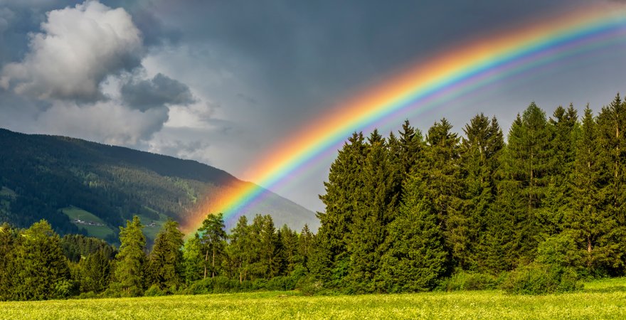 Ein Regenbogen spannt sich über einen Wald