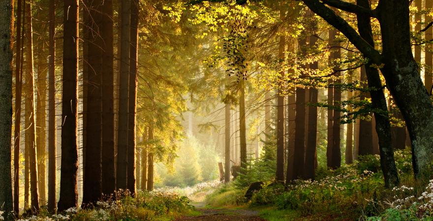 Die Sonne taucht den Wald in goldenes Licht