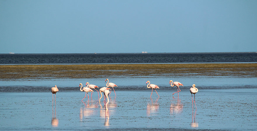 Flamingos im Wasser