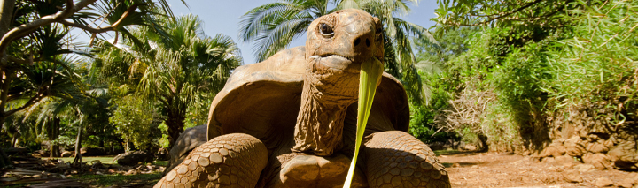 Mauritius Ferien zu Schnäppchenpreisen!