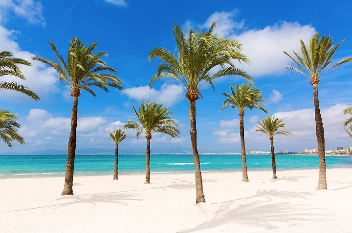 Palmen am Strand, die sanft im Wind wiegen, vor dem Hintergrund des klaren Himmels und des glitzernden Wassers. Palmen am Strand, die sanft im Wind wiegen, vor dem Hintergrund des klaren Himmels und des glitzernden Wassers.